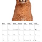 Kalender für Juni 2027 unten, mit großem Karakal oben, der den Betrachter direkt ansieht.