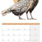 Kalenderseite für Juni 2027. Oben zwei Hühner mit auffälligem Federkleid; Silberne Sebright-Hühner.