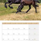 Kalenderblatt für Juni 2027 mit Wochentagen. Oben zwei schwarze Pferde auf einer Wiese in Bewegung.