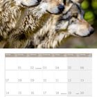 Kalender für Juni 2027. Großes Wolfsfoto oben. Montag bis Sonntag aufgelistet, mit Feiertagen und Notizen.