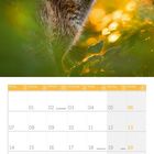 Kalenderblatt für Juni 2027. Oben: Foto eines Fuchses im grünen Laub bei goldenem Licht.