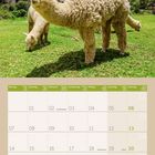 Kalenderseite für Juni 2027 zeigt zwei gemütliche Alpakas auf einer grünen Wiese, umgeben von Bergen und blauem Himmel.