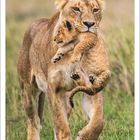 Kalenderblatt: Juni 2027. Foto zeigt eine Löwin, die ein Junges im Maul trägt. Hintergrund: Graslandschaft.