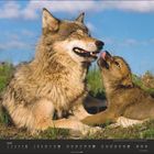 Kalenderseite für Juni mit einem Wolf und Welpen, die spielerisch agieren, vor blauem Himmel und grüner Wiese.