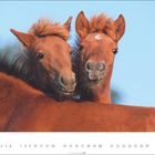 Kalenderblatt mit zwei jungen, rotbraunen Pferden, die neugierig über einen anderen Pferderücken schauen. Juni unten angezeigt.