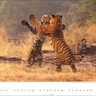 Kalenderblatt mit der Zahl 6 und den Daten eines Monats. Zwei Tiger kämpfen spielerisch in einer goldenen Graslandschaft.
