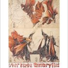 Illustration von Amaryllis-Blüten, teils skizziert, teils farbig. Unten steht: "vier Tage amaryllis". Monat Juni mit Kalendertagen.