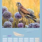 „Die Natur braucht sich nicht anzustrengen, bedeutend zu sein. Sie ist es.“ – Robert Walser. Juni 2027 Kalender mit Turmfalke.
