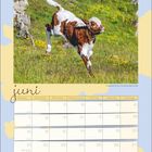 Text: "juni" über einem Kalender. Bild eines springenden braun-weißen Kalbs auf einer blühenden Wiese.