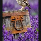 Kalenderseite für Juni mit einer Eule auf einem Holzfass, umgeben von lila Blumen.