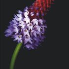 JUNI in Rot oben, darunter ein Kalender. Eine Blume mit roter und lila Blüte auf schwarzem Hintergrund.