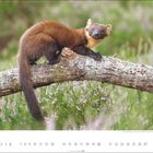 „Baummarder (Martes martes)“ steht unten. Ein Marder liegt auf einem Baumstamm in einer grünen Landschaft.