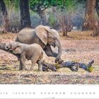 6. Afrikanische Elefanten neben einem Baumstamm. Zwei Elefanten, einer jung, stehen darunter. Unten ist ein Kalender für Juni.