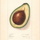 Ein Kalenderblatt mit einer gezeichneten Avocado, halbiert, zeigt den Kern. Datum: 6. bis 27. März 2027. Zahl unten links: 61 2027. Oben rechts Unterschriften und Datum: März 1911.