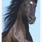 Kalenderblatt: „6 2027“ mit Monatsübersicht. Starkes schwarzes Pferd mit wehender Mähne vor blauem Himmel.