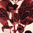 Text: Juni 2027. Illustration von dunkelroten, strukturreichen Blättern mit jadegrünen Stängeln.