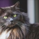 Kalender für Juni mit Zitat: „Die Katze hat sich vorgenommen, dem Menschen ein Rätsel zu bleiben.“ Rechts ein Foto einer Katze.