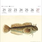 Kalenderwoche 25 im Juni mit Tagen vom 21. bis 27. Sommeranfang. Unten Illustration eines Schleimfischs.