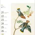 Juni, 25. Woche, 21.-27. mit Tagen und Seidenschwänzen auf Ast, Illustration von Vögeln und Beeren.