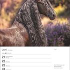 Juni, 21. Sommeranfang. Vom Pferd lernen wir Menschlichkeit. Friese. Ein Pferd mit langer, lockiger Mähne, umgeben von Natur.