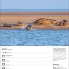 Kalenderseite Juni mit Robben am Strand. Infos über Kegelrobben. Datum: 21. bis 27. Juni, mit Sommeranfang am 21. Juni.