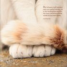 Zitat von Lloyd Alexander über Katzenschwanzhaltung. Unten Kalender: November, 15-21. Vier Katzenpfoten mit buschigem Schwanz.