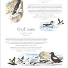 Text über "Dickschnabellumme" und "Gryllteiste", inklusive Merkmale, Lebensraum, Stimme und Vorkommen. Enthält Illustrationen von Vögeln.