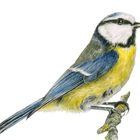Keine Texte. Illustration eines Vogels mit blauem, gelbem und grauem Gefieder, auf einem Ast sitzend.