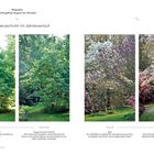 Magnolie, Blütengehölz August bis Oktober, Transparenzschnitt im Jahresverlauf. Vier Fotos zeigen Bäume vor und nach dem Schnitt.