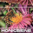 Oben: "STEP BY STEP | Honigbiene". Groß: "HONIGBIEBE". Bild einer Biene auf buntem Blumenhintergrund.