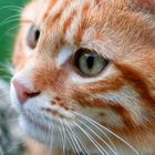 Nahaufnahme eines rot getigerten Katzengesichts mit hellen grünen Augen und weißen Schnurrhaaren.