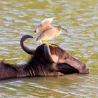 Ein Vogel mit hellen Federn steht auf dem Kopf eines Büffels, der sein Gesicht im Wasser hat.