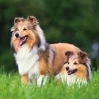 Zwei glückliche, langhaarige Collies stehen nebeneinander im grünen Gras mit unscharfem, natürlichem Hintergrund.