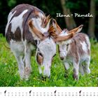 Text: "Ilona + Pamela", "AUGUST". Zwei Esel grasen auf einer Wiese, umgeben von Blumen. Unten ein Monatkalender.