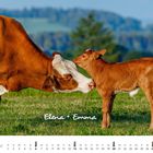 Text: "Elena + Emma". Eine Kuh und ein Kalb berühren sanft ihre Köpfe auf einer grünen Wiese im Sommer.