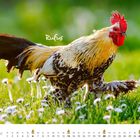 Text: "Rufus", "JUNI". Ein bunter Hahn auf einer blühenden Wiese, umgeben von Gänseblümchen.
