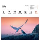 März, KW 10, 8–14. März 2027. Küstenseeschwalben in Island bei Sonnenuntergang, eine im Flug über einem Felsen.