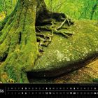 Bretagne 06. Ensemble aus Fels und Baum im Wald von Huelgoat, Finistère. Moosbedeckter Baumstamm und Felsen im Wald.