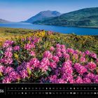 Text: "Blühender Rhododendron am Killary Harbour, Connemara, County Galway. Irland 06." Landschaft mit rosa Blumen am Wasser.
