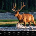 "Ein Wapiti trotzt der Strömung im kalten Wasser der Berge." Ein stattlicher Hirsch im Fluss, im Hintergrund Wald.