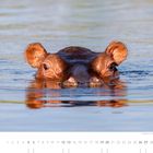 Text: "Flusspferd im Kwando River, Bwabwata National Park." 

Ein Flusspferd schaut aus ruhigem Wasser hervor. Unten sind Kalenderdaten.