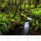 06. Ein dichter Wald mit leuchtend grünen Farnen und einem klaren Bach, der sich durch die üppige Vegetation schlängelt.