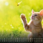 Kalender unten, Monat Juni. Ein orangefarbenes Kätzchen spielt mit einem gelben Schmetterling im Sonnenlicht auf grünem Rasen.