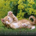 Kalender mit Monatsübersicht und Datum. Ein Kätzchen liegt spielend im Gras, umgeben von gelbem Laub.