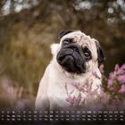Kalender für Juni. Ein Mops sitzt in lila Blumen mit geneigtem Kopf und schaut neugierig.