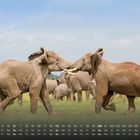 Kalender unten mit Wochentagen und Zahlen, zwei Elefanten im Zentrum berühren sich mit den Stoßzähnen auf grünem Feld.
