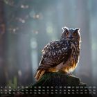 Kalenderanzeige mit Wochentagen und Zahlen. Eule sitzt auf moosbedecktem Baumstumpf im Wald, von Lichtstrahlen beleuchtet.