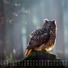 Kalender mit Monatsübersicht und Wochentagen unten. Eule mit leuchtenden Augen sitzt auf Baumstumpf im Waldlicht.