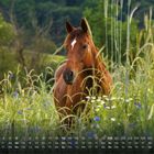 Kalender mit Wochentagen und Datum am Bildrand. Ein braunes Pferd steht in einer Blumenwiese mit hohem Gras.
