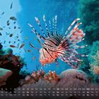 Kalenderdaten unten, Wochen abgekürzt. Ein Rotfeuerfisch schwimmt in einem lebhaften Korallenriff voller kleiner Fische.